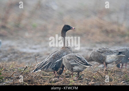 Rosa-footed oche Anser brachyrhynchus alimentando in raccolti di barbabietole da zucchero in campo piogge torrenziali e 50 mph venti, Salthouse North Norfolk Novembre Foto Stock