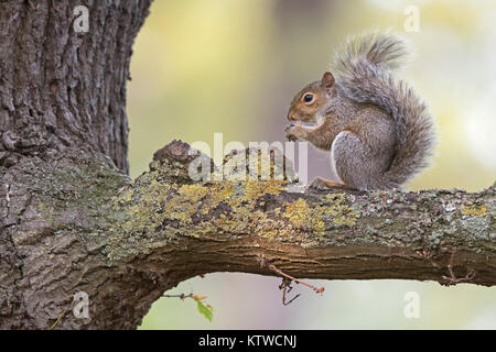 Grigio (orientale scoiattolo grigio) Scoiattolo Sciurus carolinensis mangiare sweet chestnut Bushy Park London Ottobre Foto Stock