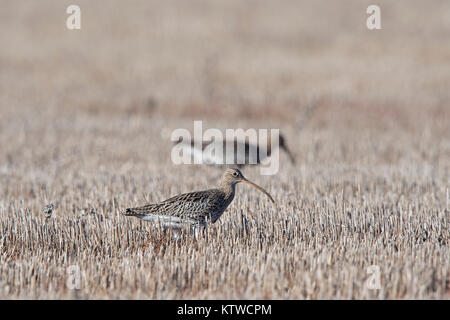 Eurasian Curlew Numenius arquata alimentazione nel campo di stoppie in inverno Brancaster Norfolk Novembre Foto Stock