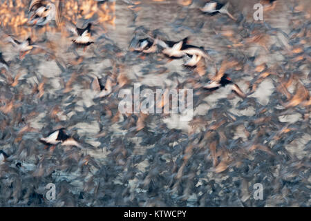 Red Knot Calidris canutus e Oystercatchers lasciando alta marea posatoio a Snettisham RSPB riserva il lavare Norfolk Novembre Foto Stock