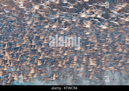 Red Knot Calidris canutus e Oystercatchers lasciando alta marea posatoio a Snettisham RSPB riserva il lavare Norfolk Novembre Foto Stock