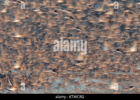 Red Knot Calidris canutus lasciando alta marea posatoio a Snettisham RSPB riserva il lavare Norfolk Novembre Foto Stock