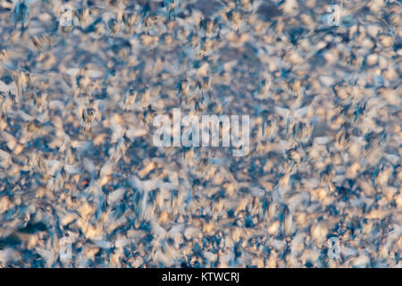 Red Knot Calidris canutus lasciando alta marea posatoio a Snettisham RSPB riserva il lavare Norfolk Novembre Foto Stock