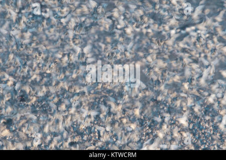 Red Knot Calidris canutus lasciando alta marea posatoio a Snettisham RSPB riserva il lavare Norfolk Novembre Foto Stock