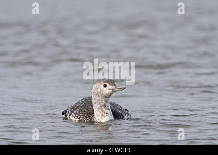 Rosso-throated Diver Red throated Loon) Gavia stellata adulto completando muta in allevamento non piumaggio Brancaster Norfolk Novembre Foto Stock