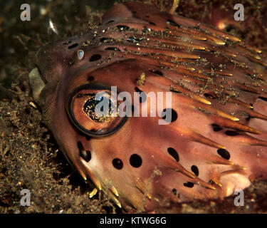 SLEEPING BALLOONFISH (DIODON HOLOCANTHUS) Foto Stock