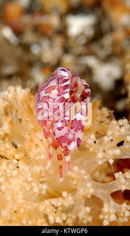 Porcellana dipinta granchio (PORCELLANELLA TRILOBA) seduto sul corallo morbido Foto Stock