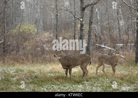 White-tailed deer in piedi in un campo di Wisconsin durante una tempesta di neve di novembre. Foto Stock