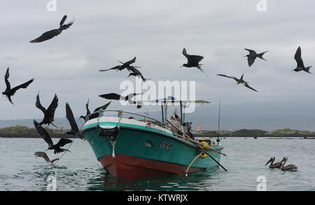 Maschio e femmina immaturi frigatebirds magnifico (Fregata magnificens) e Galápagos brown pellicani (Pelecanus occidentalis urinator) gregge attorno a un Foto Stock