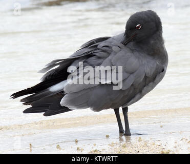 Un gabbiano di lava o dusky gabbiano (Leucophaeus fuliginosus) prrens le sue piume sulla sabbiosa Playa Ochoa beach. Questo gabbiano, ha detto di essere il più raro gabbiano in w Foto Stock