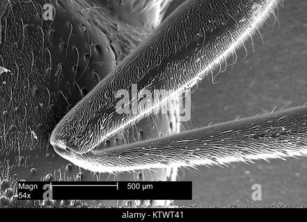 Questa è stata una micrografia al microscopio elettronico a scansione (SEM) di una vespa è la gamba appendice rivelando piccole, altamente sensibili peli, noto come setae, sulla sua superficie, ingrandite 54X. I peli agiscono per aumentare i livelli di sensibilità vissuta da wasp a condizioni ambientali come la direzione del vento, umidità e temperatura, 2002. Immagine cortesia CDC. Foto Stock