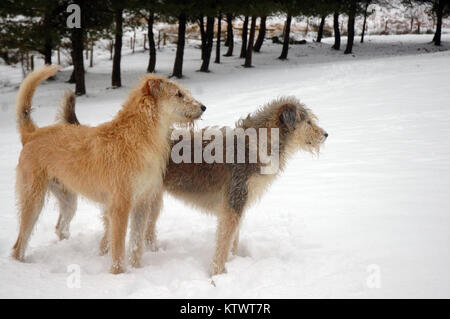 Due trasandato capelli lunghi cani, uno marrone chiaro, uno grigio, in piedi insieme nella neve con alberi in background guardando sopra nella stessa direzione Foto Stock