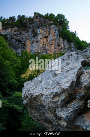 CORONA DE REY (Saxifraga longifolia), Aso Waterfalll, Añisclo Canyon, il Parco Nazionale di Ordesa y Monte Perdido, Huesca, Aragona, Spagna, Europa Foto Stock