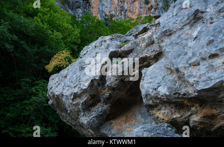 CORONA DE REY (Saxifraga longifolia), Aso Waterfalll, Añisclo Canyon, il Parco Nazionale di Ordesa y Monte Perdido, Huesca, Aragona, Spagna, Europa Foto Stock