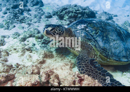 Tartaruga verde rilassante sulla barriera corallina vicino a Oahu, Hawaii. Foto Stock