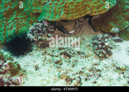 Coundou gigante Pufferfish nasconde sotto la barriera corallina al largo della costa di Oahu, Hawaii. Foto Stock