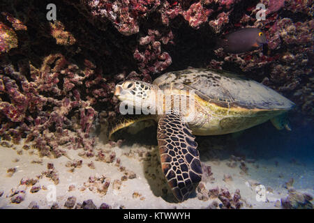 Tartaruga verde rilassante sulla barriera corallina vicino a Oahu, Hawaii. Foto Stock