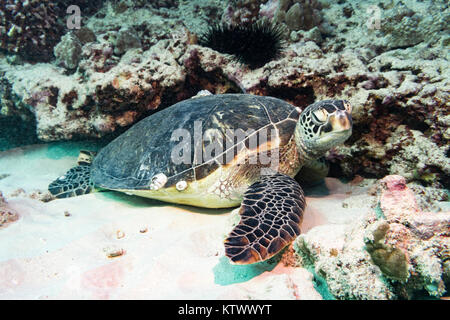 Tartaruga verde rilassante sulla barriera corallina vicino a Oahu, Hawaii. Foto Stock