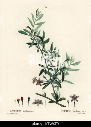 Goji berry o wolfberry cinese, Lycium barbarum (Lycium turbinatum). Imbianchini Handcolored incisione di Moret dopo una illustrazione di Pierre-Joseph Redoute da Henri Louis Duhamel du Monceau's Traite des Arbres et Arbustes, Parigi, 1804-1819. Foto Stock