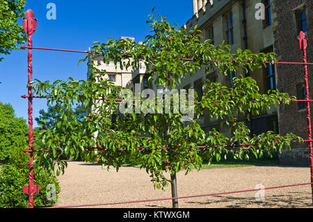 Pear Tree a spalliera nella Lambeth Palace Gardens London REGNO UNITO Foto Stock