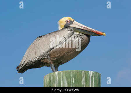 Pellicano marrone su un molo palificate. Foto Stock