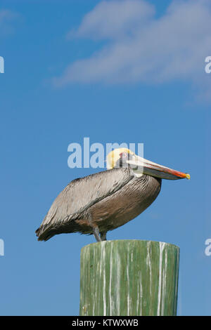 Pellicano marrone su un molo palificate. Foto Stock