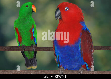 Coppia di allevamento di australiano della Red-sided pappagalli, Eclectus roratus Foto Stock