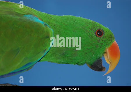 Ritratto di femmina rosso australiano facciate parrot, Eclectus roratus Foto Stock