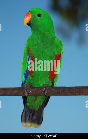 Femmina rosso australiano facciate parrot, Eclectus roratus Foto Stock