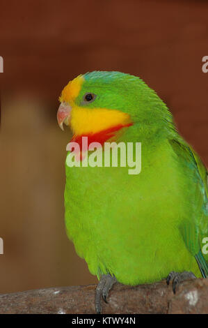 Australian superba Parrot, Polytelis swainsonii Foto Stock