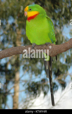 Australian superba Parrot, Polytelis swainsonii Foto Stock