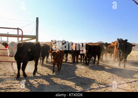 Nonno del bestiame bovino muove dal recinto per bestiame al pascolo in Delta, Colorado. Foto Stock