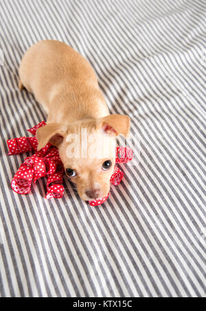 Tiny Chihuahua cucciolo giocando con Red Ribbo Foto Stock