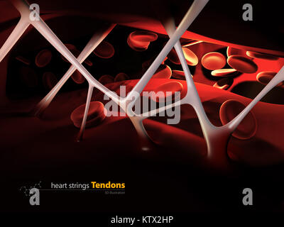 3d illustrazione delle stringhe di cuore i tendini, all'interno del cuore umano. Foto Stock