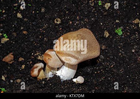 Close-up Pleurotus eryngii fungo Foto Stock