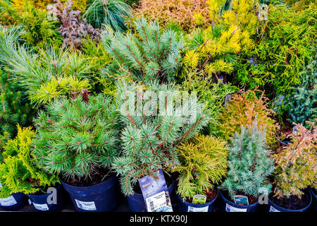 Piccola conifera albero piante per la vendita in un centro giardino Foto Stock