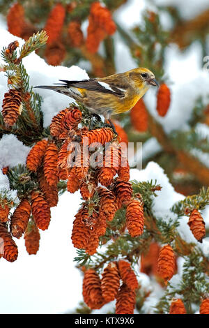 Bianco-winged Crossbill, femmina seduta nella struttura ad albero di abete rosso Foto Stock