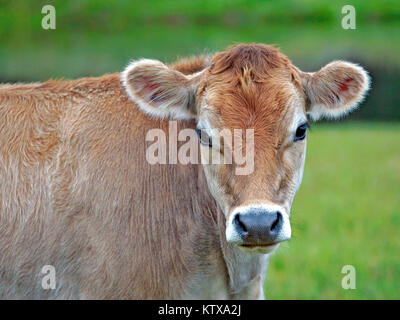 Closeup Ritratto di Jersey mucca vitello in prato. Foto Stock