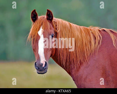 Ritratto di splendidi castagni stallone arabo in piedi in campo. Foto Stock