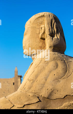 Viale di sfingi, Tempio di Luxor, Sito Patrimonio Mondiale dell'UNESCO, Luxor, Egitto, Africa Settentrionale, Africa Foto Stock