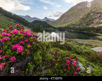 Rododendri sulla riva del lago di Cavloc, Maloja Pass, Val Bregaglia, Engadina nel Cantone dei Grigioni, Svizzera, Europa Foto Stock