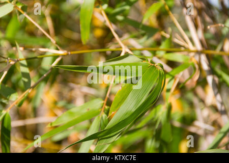 Bambu canna sulle rive del fiume nella città di federazione provincia di Entre Rios argentina Foto Stock