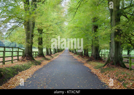 Strada che conduce attraverso il viale di faggi con caduto foglie di autunno, Batsford, Gloucestershire, England, Regno Unito, Europa Foto Stock