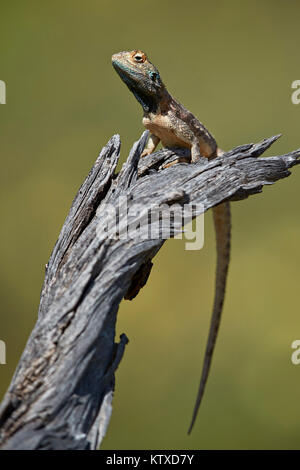 Massa AGAMA SA (AGAMA SA aculeati Aculeati), maschio, Kgalagadi Parco transfrontaliero, Sud Africa e Africa Foto Stock