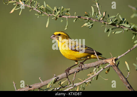 Giallo canarino (Crithagra flaviventris), maschio, Kgalagadi Parco transfrontaliero, Sud Africa e Africa Foto Stock