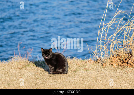 Feral cat, Felis silvestris catus, abbandonati a Hefner lago nella città di Oklahoma, Oklahoma, Stati Uniti d'America. Foto Stock