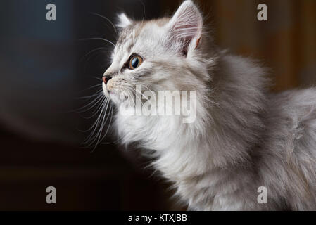 Curioso gatto cercando sul lato. Profilo di kitty grigio Foto Stock