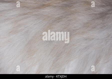 Grigio marrone texture di pellicce di gatto fluufy. Close-up di grigio pelo di animali sfondo Foto Stock