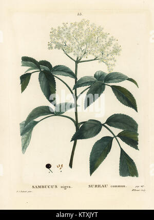 Il sambuco nero o europeo, bacche di sambuco Sambucus nigra. Imbianchini Handcolored incisione di Mlle. Brenet dopo una illustrazione di Pierre-Joseph Redoute da Henri Louis Duhamel du Monceau's Traite des Arbres et Arbustes, Parigi, 1804-1819. Foto Stock