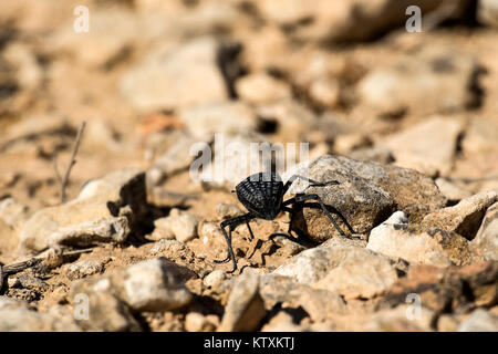 Beetle dalla famiglia di darkling coleotteri (Pimelia bipunctata) Foto Stock